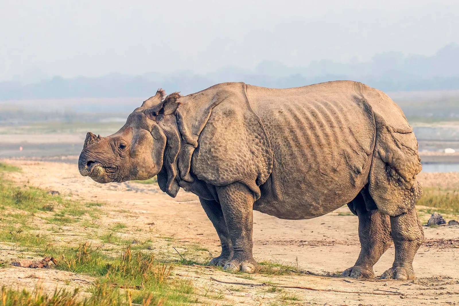 A greater one-horned rhinoceros on a sandy riverbank in Chitwan