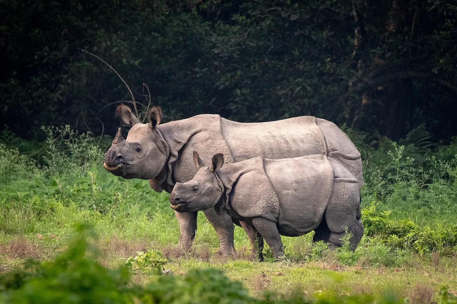 Greater one-horned rhinoceros mother and calf in Chitwan National Park, Nepal