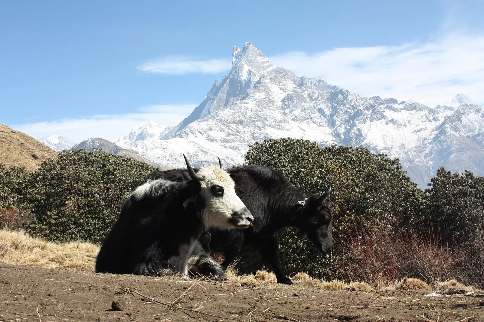 A yak resting below Machhapuchhre on the Mardi Himal trail