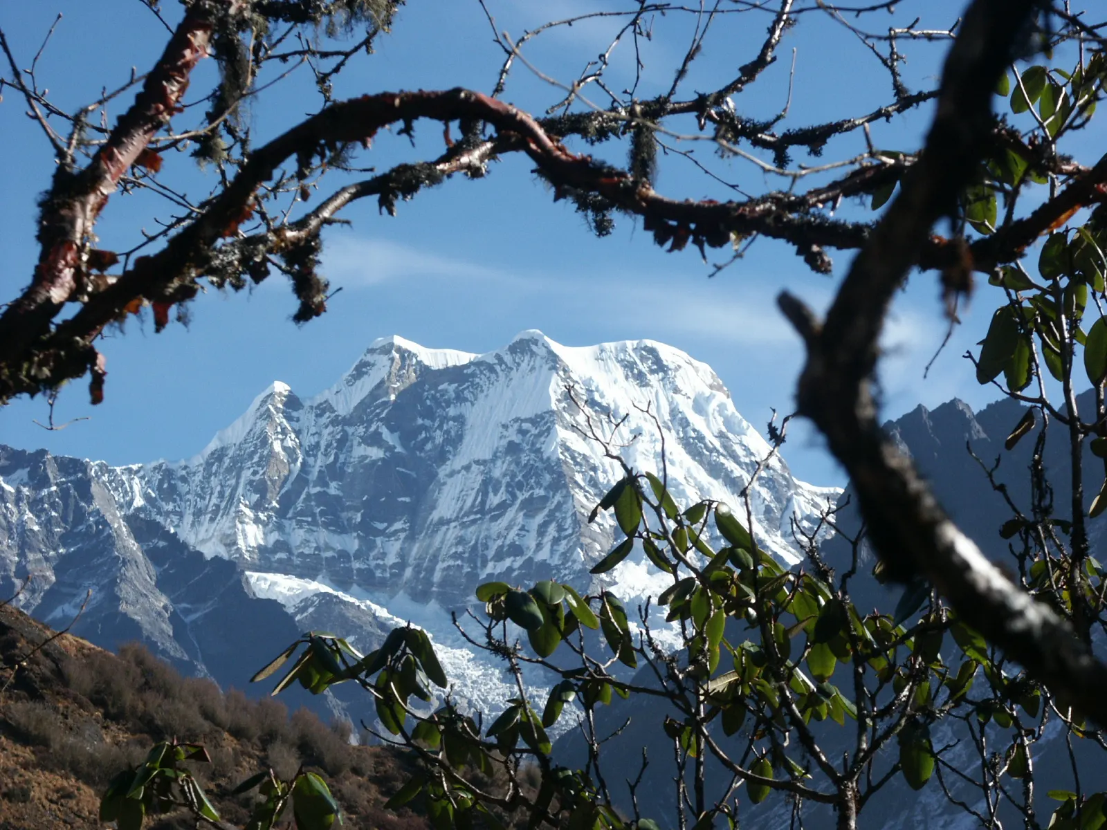 Mera Peak framed by rhododendron branches