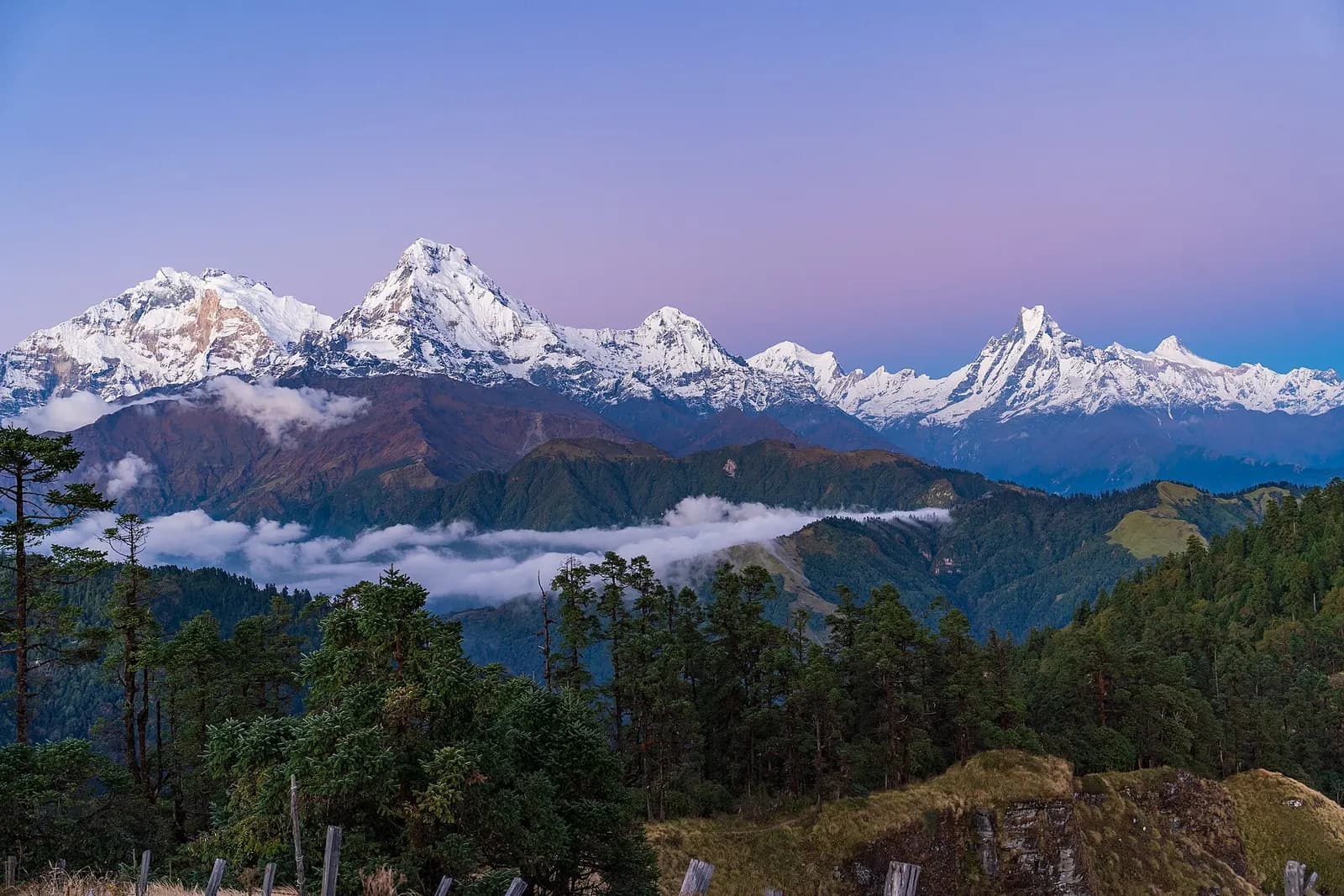 The Annapurna range at dusk above forested ridges